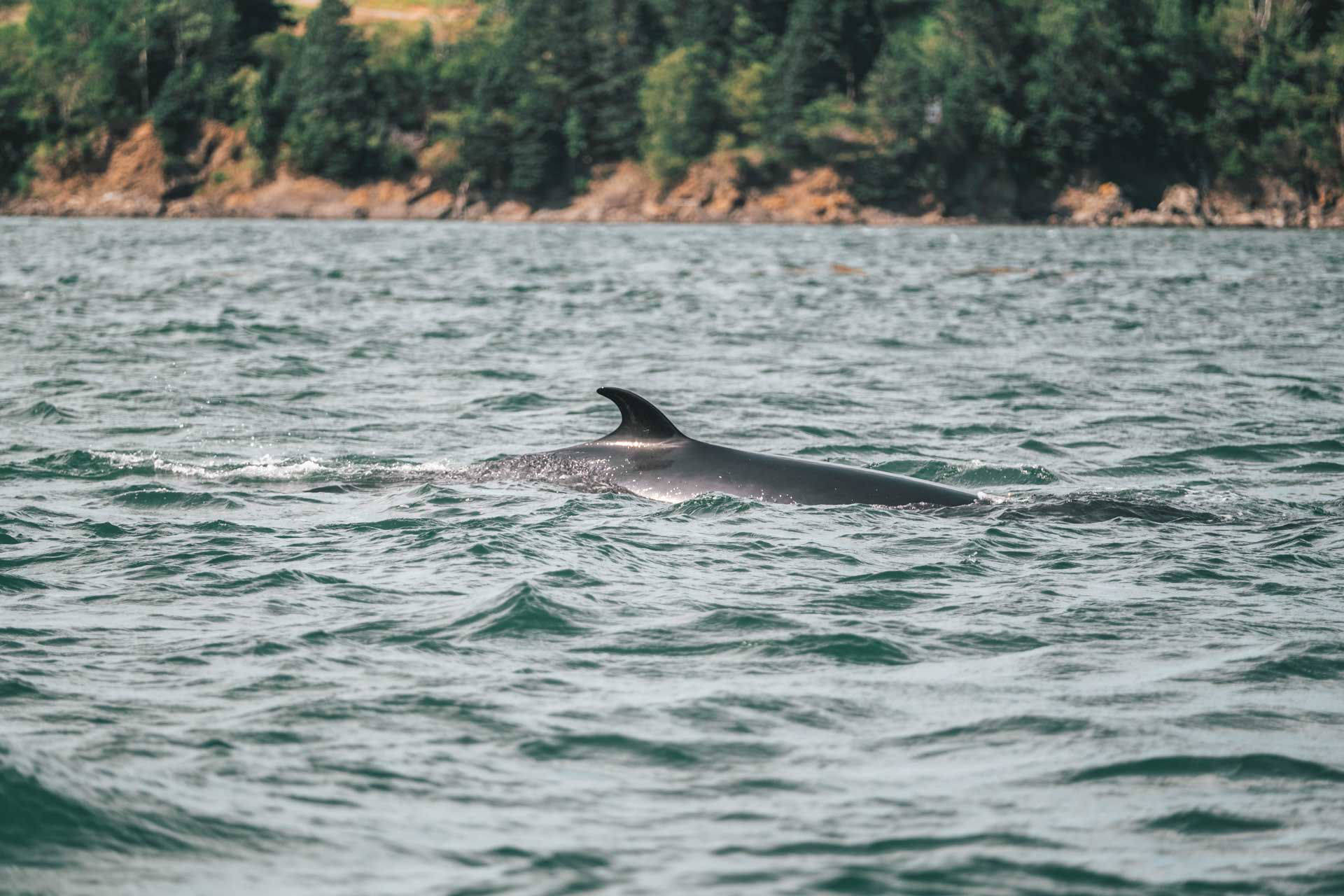 wolastoqey nation in new brunswick dscf0450